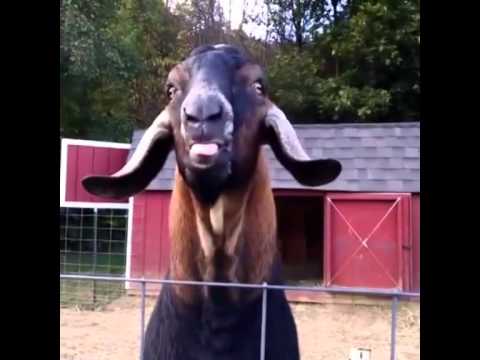 IGB Qualifikation - Dexxxter (prod. by Suran Beatz)