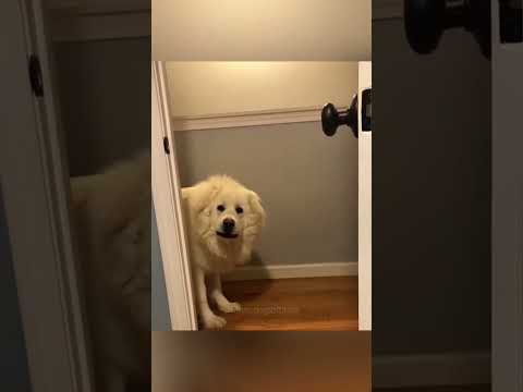 #funny #dogs #pet #dogscats#dogshorts #dog#doglover#doglife