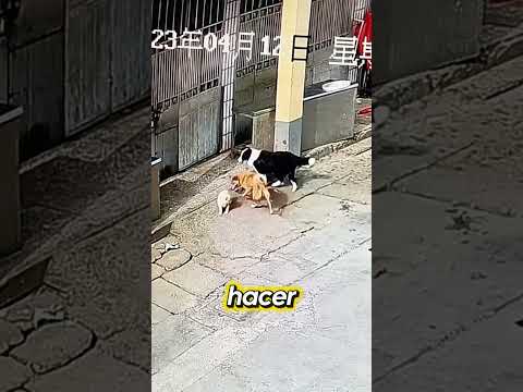 Firulais protege a cachorrito