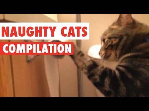 Naughty Cats Video Compilation 2016