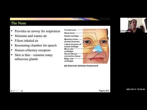 Respiratory System Anatomy Part 1 (Human Anatomy)
