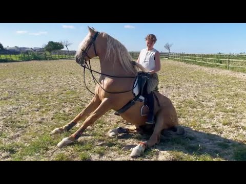 Ces drôles de chevaux sont à voir absolument ! - vidéos de chevaux les plus drôles p5