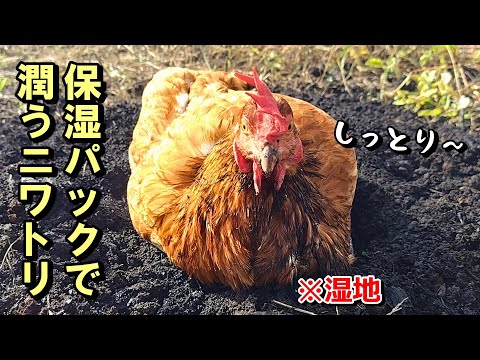 犬が鶏を攻撃するのを止めるにはどうすればよいですか？一緒に暮らすための重要なヒント  庭園