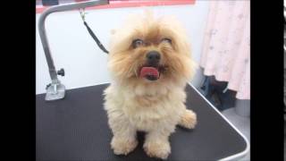 ワンtube #44 Dog Grooming