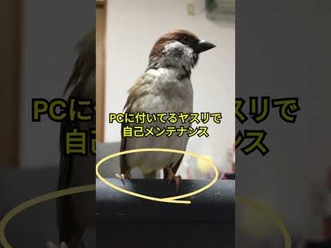 IUCN分類における絶滅の危険性を示す図。