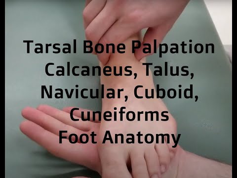 Tarsal Bone Palpation | Calcaneus, Talus, Navicular, Cuboid, Cuneiforms | Foot Anatomy for RMTs