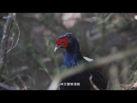 帶母親找水梯田之美MV。《旅讀農村‧優良農建‧新北市貢寮區》