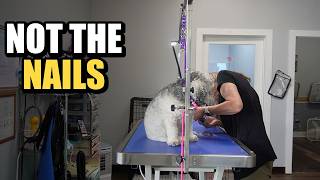 This Schnauzer Had VERY Strong Opinions About the Nail Trim 😂