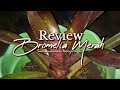 Tanaman hias Bromelia merah