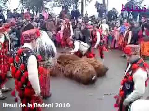 Ursul de la Badeni 2010