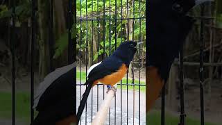 Download lagu This Bird Sings Like a Flute! mp3 Download lagu This Bird Sings Like a Flute! mp3