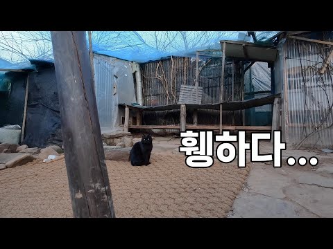 고양이들 집이 텅 비어있어요...