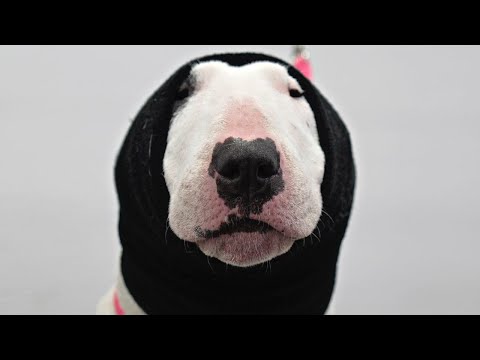 A protective POTATO | Bull Terrier