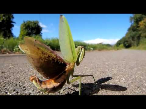 オオカマキリの威嚇　OM-D　E-M1　