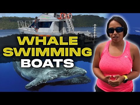 Humpback Swims Vava'u, Tonga video