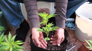 Grow Cannabis – What a difference a pot makes... – by Jorge Cervantes