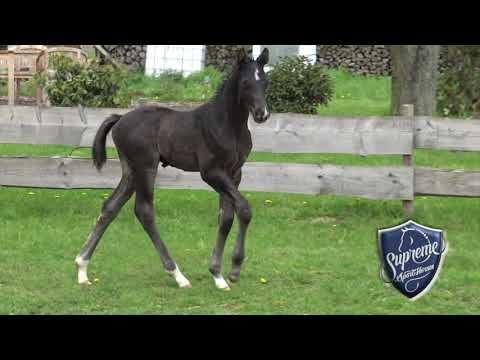 'LEGEND OF JAZZ' (22/04/2021) Black Colt by Livaldon x Jazz