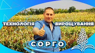 Milo B graudu sorgo sēklas, 100-115 dienas - Attēls 2 | Agroline LV Milo B graudu sorgo sēklas, 100-115 dienas | Attēls 2 - Agroline