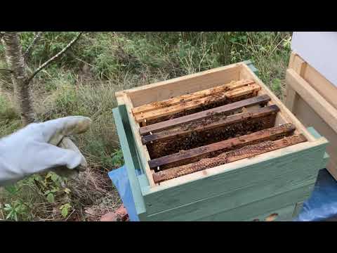 Blombacken flyttar bin från avläggaren till en egen bikupa 23 juli