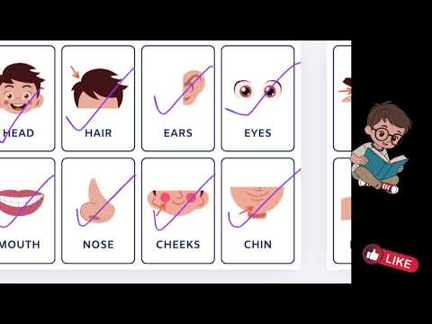 Body Parts Flashcards - Check Mark and Learn- Kindergarten Video