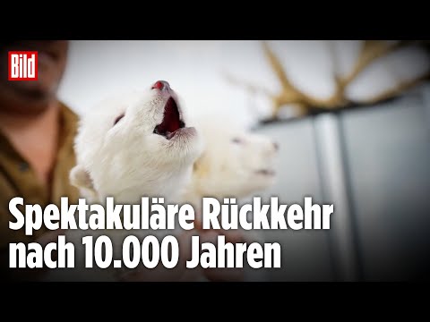 US-Forscher klonen ausgestorbenen Schattenwolf