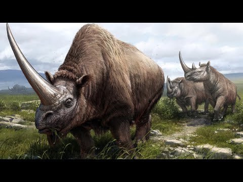 The Evolution of the Rhinoceros