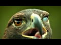 Magic Eagle Eye Blinking Eagle Eye:"Slow Mo" Left Eye Blinking | "Insane Eagle Eye"