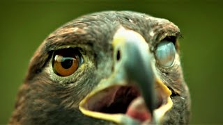 Magic Eagle Eye Blinking Eagle Eye: Slow Mo  Left 