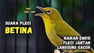 Download lagu Suara Call Pleci Betina Apuh Bikin Pleci Cepat Bunyi mp3