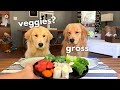 Dog Reviews Food With Girlfriend Tucker Taste Test 12