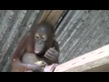 Krista Orangutan Birthday.mov 