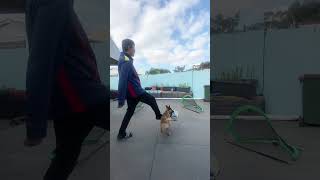 Hi 👋 fans around the world,we love you and thanks for your support and love Rusty!he is now 41/2m