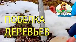 Когда и как правильно белить стволы деревьев весной - Видео онлайн