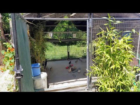 Quail Coop Tour