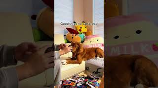 Good thing he can't read 🥺🥺 #pokemon #pokemoncards #pokemontcg #skit #dogs