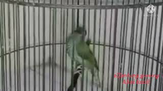 Download lagu PIJANTUNG GUNUNG GACOR ISIAN mp3 Download lagu PIJANTUNG GUNUNG GACOR ISIAN mp3