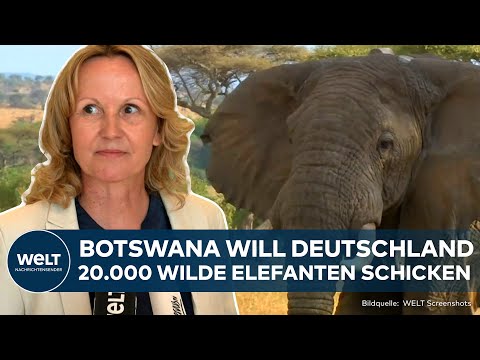 Video Thumbnail: WUT AUF GRÜNE: Streit um Jagd-Trophäen - Für Botswana ist Großwildjagd eine Form von Umweltschutz