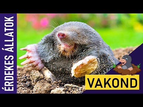 VAKOND | Állatok gyerekeknek | Ismeretterjesztő | Természetfilm | Magyar szókincs bővítése
