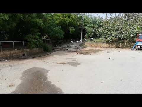 Le mie oche rientrano a casa