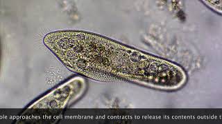 #EXCRETION in #PARAMECIUM - Live #microvideography