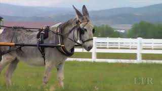 Rollin' Along: Donkey Carts