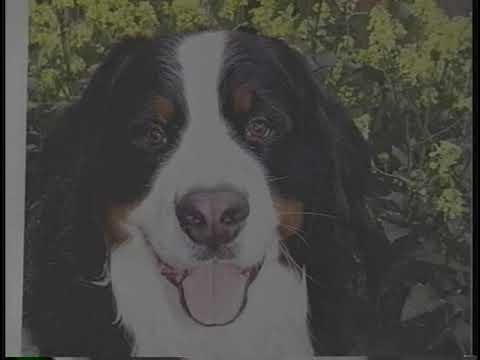 Learn to Paint a Bernese Mountain Dog: Big Willie Has Soul