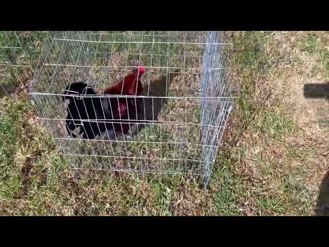 Pollos Americanos disponibles