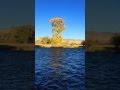 Fall Morning on the Madison River near Varney Bridge