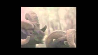 Boards of Canada: Tomorrow's Harvest "Gemini"