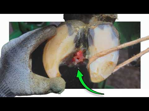 this INTERDIGITAL TYLOMA is a REAL PROBLEM