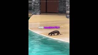 Otter Did What No One Expected 🦦😳 MQDEFAULT Thumbnail