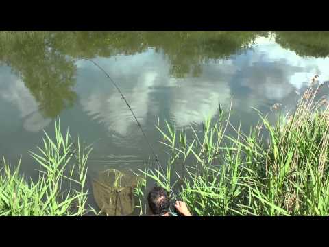 Stalking af karper med flydende boilies