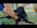 Play Video: Home Puppy Training