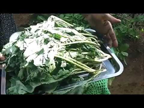 QPM Kurkufa Preparation Jabi